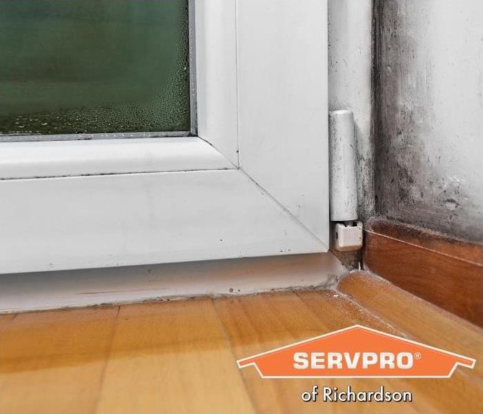 What’s the Difference Between Mold Removal and Mold Remediation